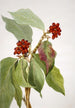Pacific Dogwood Cornus nuttallii 2 - Mary Vaux Walcott — artwork view