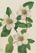 Pacific Dogwood Cornus nuttallii - Mary Vaux Walcott — artwork view