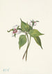 Trille ondulé Trillium undulatum - Mary Vaux Walcott — artwork view