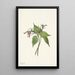 Trille ondulé Trillium undulatum - Mary Vaux Walcott — framed artwork on a wall