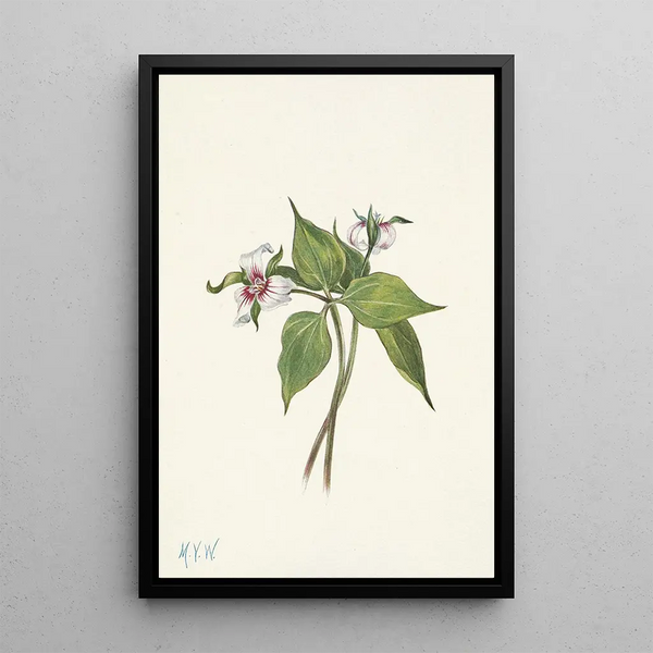 Trille ondulé Trillium undulatum - Mary Vaux Walcott — framed artwork on a wall