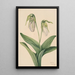 Sabot de la Vierge pâle Cypripedium acaule - Mary Vaux Walcott — framed artwork on a wall