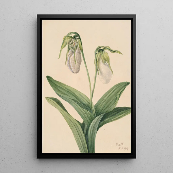 Sabot de la Vierge pâle Cypripedium acaule - Mary Vaux Walcott — framed artwork on a wall