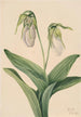 Sabot de la Vierge pâle Cypripedium acaule - Mary Vaux Walcott — artwork view
