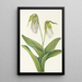 Sabot de la Vierge pâle Cypripedium acaule - Mary Vaux Walcott — framed artwork on a wall