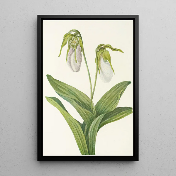 Sabot de la Vierge pâle Cypripedium acaule - Mary Vaux Walcott — framed artwork on a wall