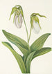 Sabot de la Vierge pâle Cypripedium acaule - Mary Vaux Walcott — artwork view