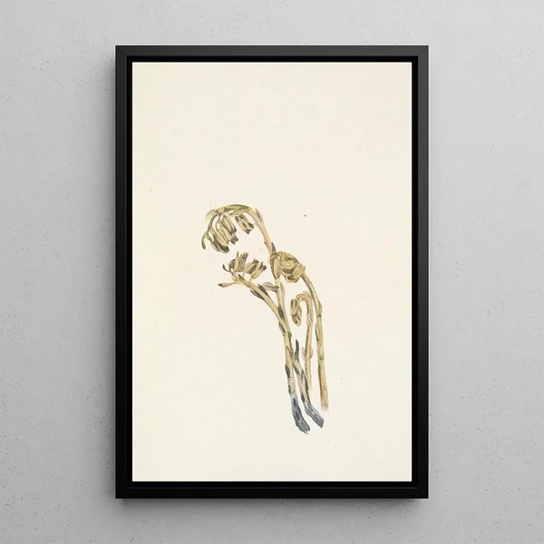 Hypopitys américaine pâle - Mary Vaux Walcott — framed artwork on a wall