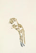 Hypopitys américaine pâle - Mary Vaux Walcott — artwork view