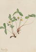 Pale Strawberry Fragaria glauca - Mary Vaux Walcott — artwork view