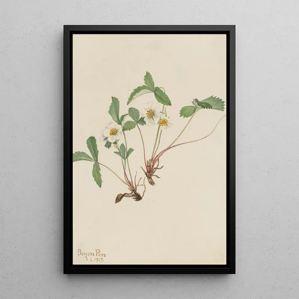 Pale Strawberry Fragaria glauca - Mary Vaux Walcott — framed artwork on a wall