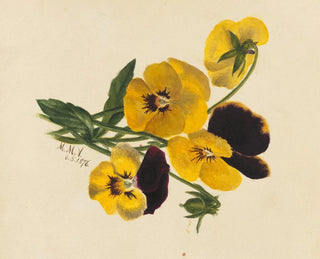 Pensées - Mary Vaux Walcott — artwork view