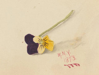 Thought - Mary Vaux Walcott — artwork view