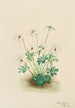 Violette pensée Viola pedata - Mary Vaux Walcott — artwork view