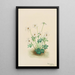 Violette pensée Viola pedata - Mary Vaux Walcott — framed artwork on a wall