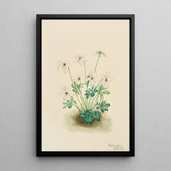 Violette pensée Viola pedata - Mary Vaux Walcott — framed artwork on a wall