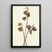 Asiminier trilobé Asimina triloba - Mary Vaux Walcott — framed artwork on a wall