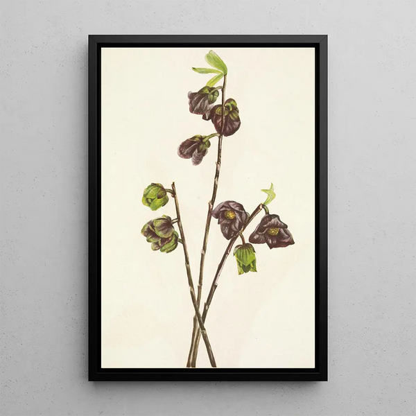 Asiminier trilobé Asimina triloba - Mary Vaux Walcott — framed artwork on a wall