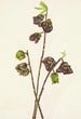 Asiminier trilobé Asimina triloba - Mary Vaux Walcott — artwork view
