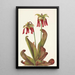 Sarracénie perroquet Sarracenia psittacina - Mary Vaux Walcott — framed artwork on a wall