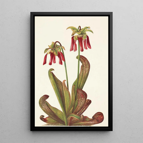 Sarracénie perroquet Sarracenia psittacina - Mary Vaux Walcott — framed artwork on a wall