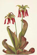 Sarracénie perroquet Sarracenia psittacina - Mary Vaux Walcott — artwork view