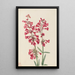 Penstémon de Parry Penstemon parryi - Mary Vaux Walcott — framed artwork on a wall