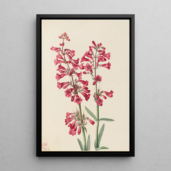 Penstémon de Parry Penstemon parryi - Mary Vaux Walcott — framed artwork on a wall