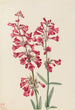 Penstémon de Parry Penstemon parryi - Mary Vaux Walcott — artwork view