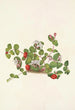 Mitchella rampante Mdtchella repens - Mary Vaux Walcott — artwork view