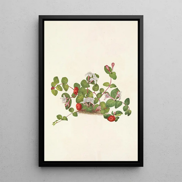 Mitchella rampante Mdtchella repens - Mary Vaux Walcott — framed artwork on a wall