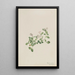 Mitchella rampante Mitchella repena - Mary Vaux Walcott — framed artwork on a wall