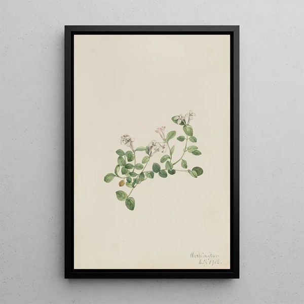 Mitchella rampante Mitchella repena - Mary Vaux Walcott — framed artwork on a wall
