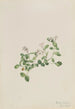 Mitchella rampante Mitchella repena - Mary Vaux Walcott — artwork view