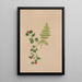 Mitchella rampante Mitchella repens - Mary Vaux Walcott — framed artwork on a wall