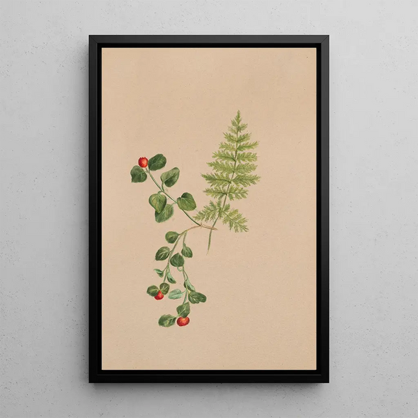 Mitchella rampante Mitchella repens - Mary Vaux Walcott — framed artwork on a wall