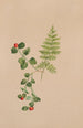 Mitchella rampante Mitchella repens - Mary Vaux Walcott — artwork view