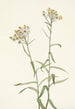 Immortelle Perle Anaphalis margaritacea - Mary Vaux Walcott — artwork view