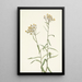 Immortelle Perle Anaphalis margaritacea - Mary Vaux Walcott — framed artwork on a wall