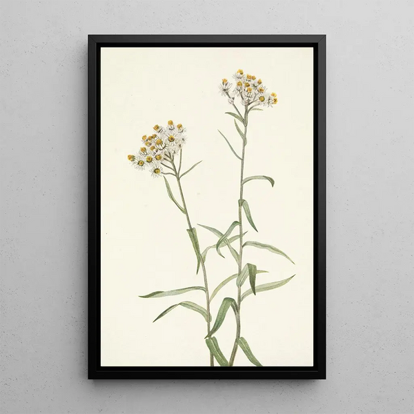 Immortelle Perle Anaphalis margaritacea - Mary Vaux Walcott — framed artwork on a wall