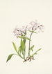 Silène de Caroline - Mary Vaux Walcott — artwork view