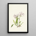 Silène de Caroline - Mary Vaux Walcott — framed artwork on a wall