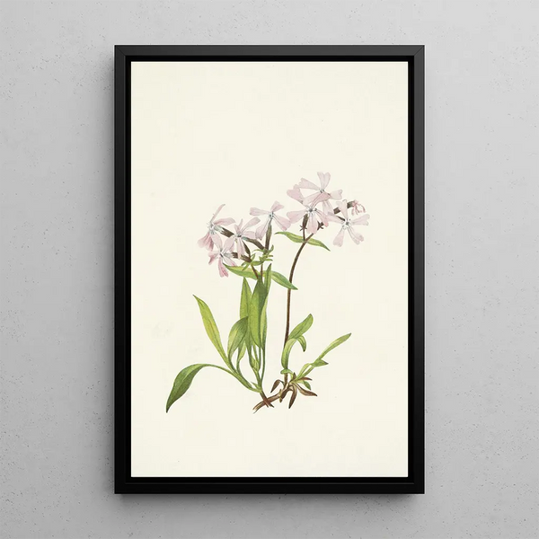 Silène de Caroline - Mary Vaux Walcott — framed artwork on a wall