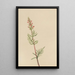 Pedicular Bracted Painting - Mary Vaux Walcott — framed artwork on a wall