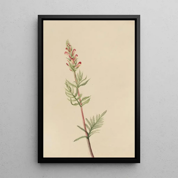 Pedicular Bracted Painting - Mary Vaux Walcott — framed artwork on a wall