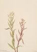 Pédiculaire raremosa - Mary Vaux Walcott — artwork view