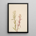 Pédiculaire raremosa - Mary Vaux Walcott — framed artwork on a wall