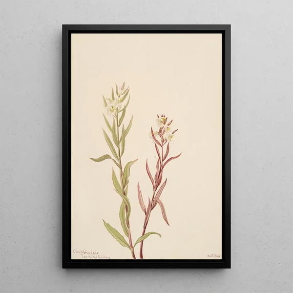 Pédiculaire raremosa - Mary Vaux Walcott — framed artwork on a wall