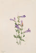 Penstémon fruticosus - Mary Vaux Walcott — artwork view