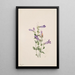 Penstémon fruticosus - Mary Vaux Walcott — framed artwork on a wall